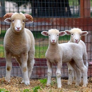 Sheep that we have for sale